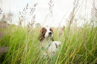 Picture of Irish red and white setter