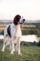 Picture of Irish red and white setter