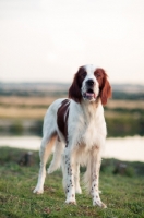 Picture of Irish red and white setter