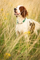 Picture of Irish red and white setter