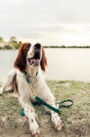 Picture of Irish red and white setter
