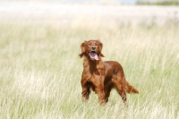 Picture of irish red setter working type at field trial