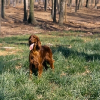 Picture of irish setter bitch in usa