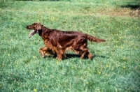 Picture of irish setter from cornevon kennels trotting across field