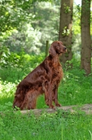 Picture of Irish Setter in forest