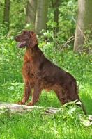 Picture of Irish Setter in forest