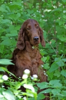 Picture of Irish Setter in greenery