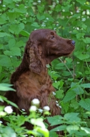 Picture of Irish Setter in profile