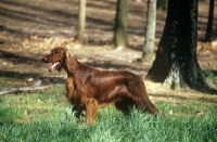 Picture of irish setter in show coat in usa on grass