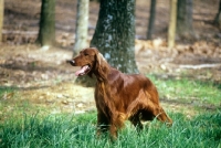 Picture of irish setter in show coat in usa on grass