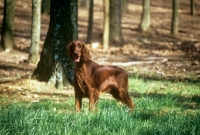 Picture of irish setter in show coat in usa in forest