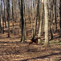 Picture of irish setter in usa in forest