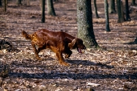 Picture of irish setter in usa trotting among trees
