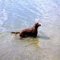 Picture of irish setter in water