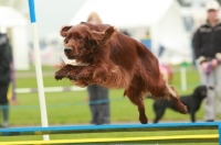 Picture of Irish setter jumping
