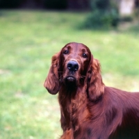 Picture of irish setter looking at camera
