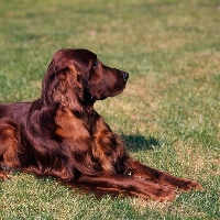 Picture of irish setter lying on grass