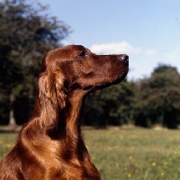 Picture of irish setter, portrait of tosca