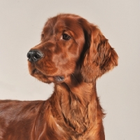 Picture of Irish Setter portrait