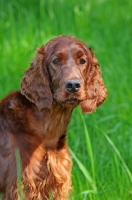 Picture of Irish Setter portrait