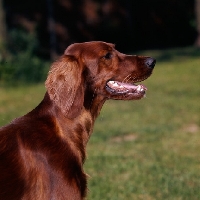 Picture of irish setter portrait