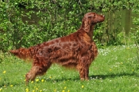 Picture of Irish Setter posed