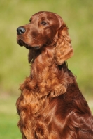 Picture of irish setter, red setter head and shoulders
