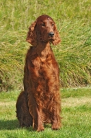 Picture of irish setter, red setter, sat in grass