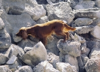 Picture of Irish setter rescue dog