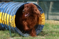 Picture of Irish Setter running though tube