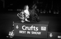 Picture of irish setter, sh ch danaway debonair with his paw on owner, jackie lorimer, after winning bis crufts 1993