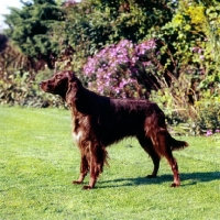Picture of irish setter side view