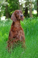 Picture of Irish Setter sitting down on grass
