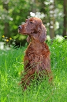 Picture of Irish Setter sitting down