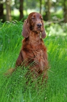 Picture of Irish Setter sitting in high grass