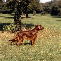 Picture of irish setter standing in a field