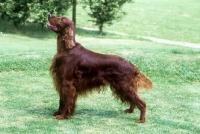Picture of irish setter standing proudly