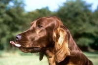 Picture of irish setter, tosca licking lip, sticking tongue out