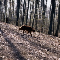 Picture of irish setter trotting out in usa  among trees 
