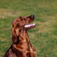 Picture of irish setter with beautiful teeth looking up