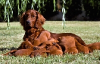 Picture of irish setter with litter of puppies suckling
