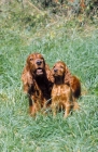 Picture of Irish Setter with puppy