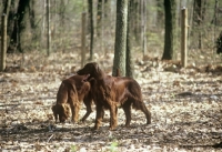 Picture of irish setters in forest in usa