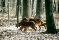 Picture of irish setters trotting through forest in usa