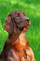 Picture of Irish Setter