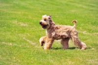 Picture of Irish Soft Coated Wheaten Terrier retrieving ball