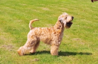 Picture of Irish Soft coated wheaten terrier, side view
