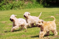 Picture of Irish Soft Coated Wheaten Terrier group running