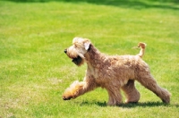 Picture of Irish soft coated wheaten terrier retrieving ball