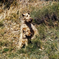 Picture of irish terrier and puppy in grass